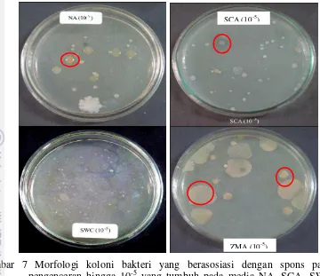 Gambar 7 Morfologi koloni bakteri yang berasosiasi dengan spons pada 