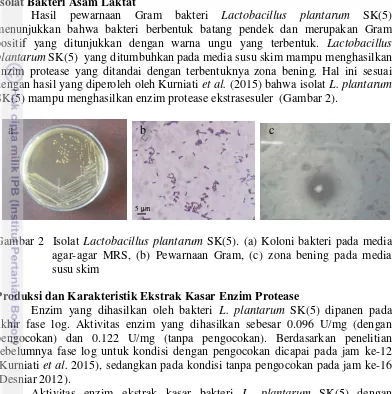 Gambar 2  Isolat Lactobacillus plantarum SK(5). (a) Koloni bakteri pada media   