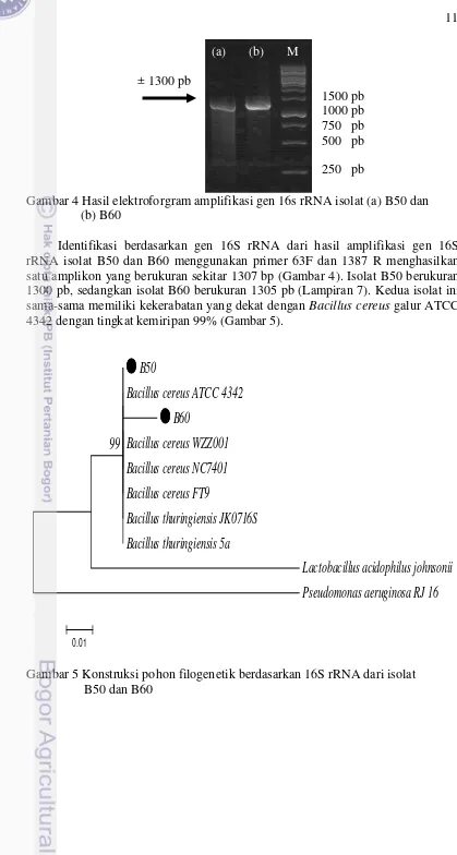 Gambar 4 Hasil elektroforgram amplifikasi gen 16s rRNA isolat (a) B50 dan  