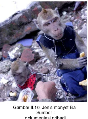 Gambar II.10. Jenis monyet Bali 