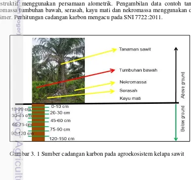 Gambar 3. 1 Sumber cadangan karbon pada agroekosistem kelapa sawit 