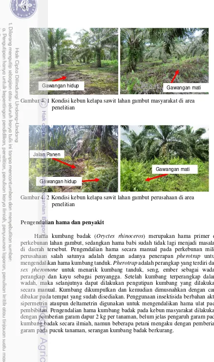 Gambar 4. 1 Kondisi kebun kelapa sawit lahan gambut masyarakat di area 