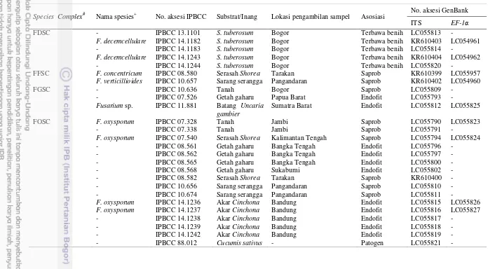 Tabel 1  Daftar galur Fusarium yang digunakan dalam penelitian 