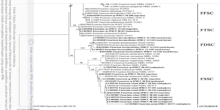 Gambar 1  Pohon filogenetik galur Fusarium asal berbagai sumber/inang di Indonesia berdasarkan daerah ITS rDNA dengan metode maximum likelihood