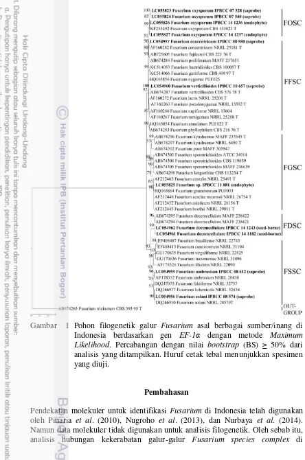 Gambar  1 Pohon filogenetik galur  Fusarium asal berbagai sumber/inang di 