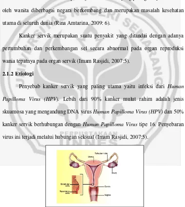 Gambar 2.1 Organ Reproduksi Wanita 