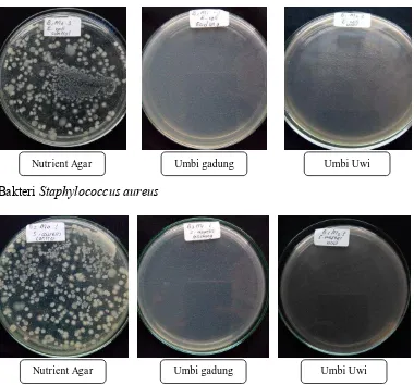 Gambar 1 Pertumbuhan Koloni Escherichia coli dan Staphylococcus aureus pada media Nutrient Agar (kontrol), media umbi gadung,dan media umbi uwi inkubasi 24 jam  
