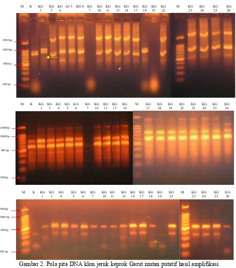 Gambar 2. Pola pita DNA klon jeruk keprok Garut mutan putatif hasil amplifikasi DNA menggunakan penanda RAPD primer OPA 02 (A), OPA 13 (B) dan OPN 14 (C) Ket : M = Marker Ukuran Basa DNA baku, K= Kontrol atau KG 0      Tanda Panah kuning menunjukkan fragmen DNA polimorfik 
