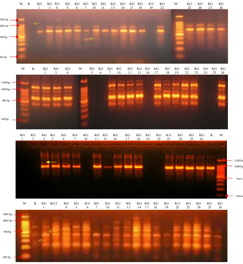 Gambar 3. Pola pita DNA klon jeruk keprok Garut mutan putatif hasil amplifikasi DNA menggunakan penanda RAPD OPN 15 (A), OPN 16 (B), OPF 14 (C) dan OPZ 10 (D) Ket : M = Marker Ukuran Basa DNA baku, K= Kontrol atau KG 0     Tanda Panah kuning menunjukkan fragmen DNA polimorfik 