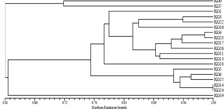 Gambar 4. Keragaman genetik 18 klon jeruk keprok Garut mutan putatif dan klon wild type berdasarkan data gabungan penanda RAPD dengan primer OPA 02, OPA 13, OPF 14, OPN 14, OPN 15, OPN 16, dan OPZ 10  