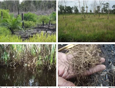 Gambar 9  Kebun sawit rakyat dan sawah tadah hujan di sekitar kawasan TNS (atas); Tumbuhan rasau dan perakaran rasau yang sangat mudah terbakar saat musim kering (bawah)
