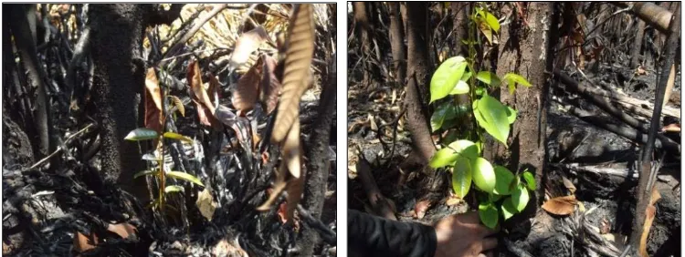 Gambar 11 Trubusan atau tunas baru yang muncul di bawah pohon yang terbakar dan merana di lokasi bekas kebakaran hutan 