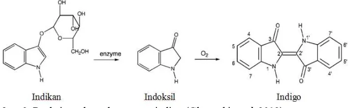 Gambar 2  Reaksi pembentukan warna indigo (Glowacki et al. 2012)  