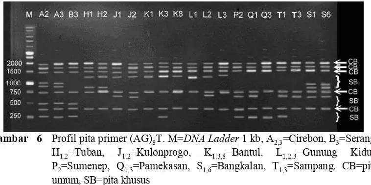 Gambar   6  Profil pita primer (AG)8T. M=DNA Ladder 1 kb, A2,3=Cirebon, B3=Serang, H=Tuban, J=Kulonprogo, K=Bantul, L=Gunung Kidul, 