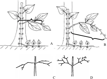Gambar 8 Tipe cabang lateral: horizontal (A) dan menggantung (B). Produksi pucuk lateral: sedikit (C) dan banyak (D)
