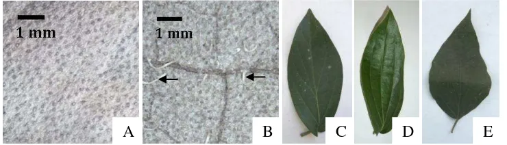 Gambar 10 Indumen permukaan bawah daun: gundul (A) dan meroma (B). 