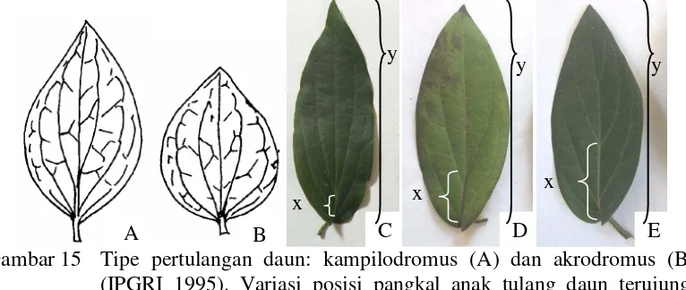 Gambar 15 Tipe pertulangan daun: kampilodromus (A) dan akrodromus (B)  (IPGRI 1995). Variasi posisi pangkal anak tulang daun terujung: berpangkal pada 1/10 panjang helai daun (C), berpangkal pada 1/5 panjang helai daun (D), dan berpangkal pada >1/5 panjang