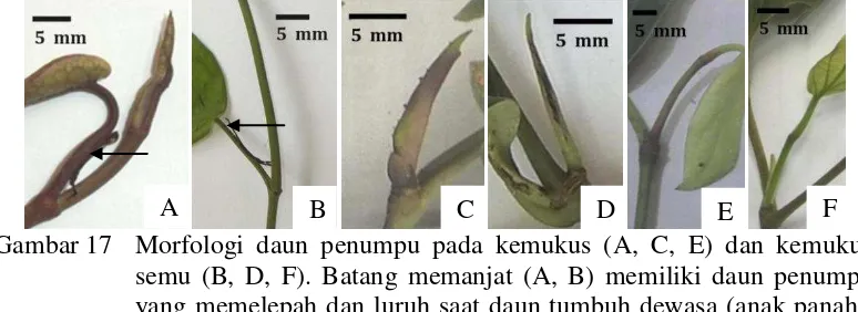 Gambar 17 Morfologi daun penumpu pada kemukus (A, C, E) dan kemukus semu (B, D, F). Batang memanjat (A, B) memiliki daun penumpu yang memelepah dan luruh saat daun tumbuh dewasa (anak panah), sedangkan daun penumpu pada cabang lateral (C, D) menyelaput bum