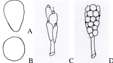 Gambar 20 Tahap perkembangan braktea kemukus semu (P. caninum Blume) yang terlihat duduk pada perbungaan muda (A), mulai terlihat memerisai dan bertangkai pada perbungaan dewasa (B), dan berkanjang pada perbuahan (C) 