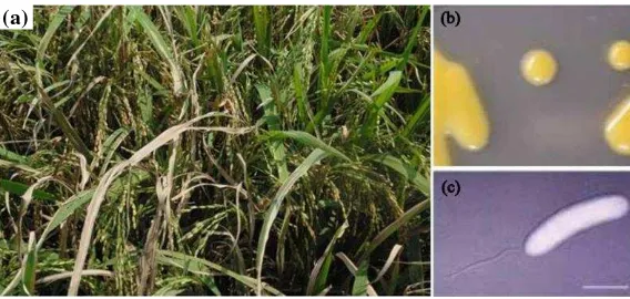 Gambar 3 Penampakan penyakit hawar daun bakteri dan morfologi  Xanthomonas oryzae pv oryzae