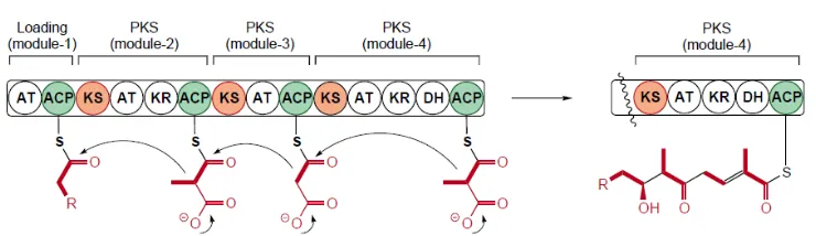Gambar 4 Struktur poliketida sintase tipe I (Shen 2003) 