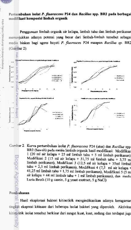 Gambar 2.  Kurva pertumbuhan isolat P. fluorescens P24 (atas) dan Bacillus spp. 