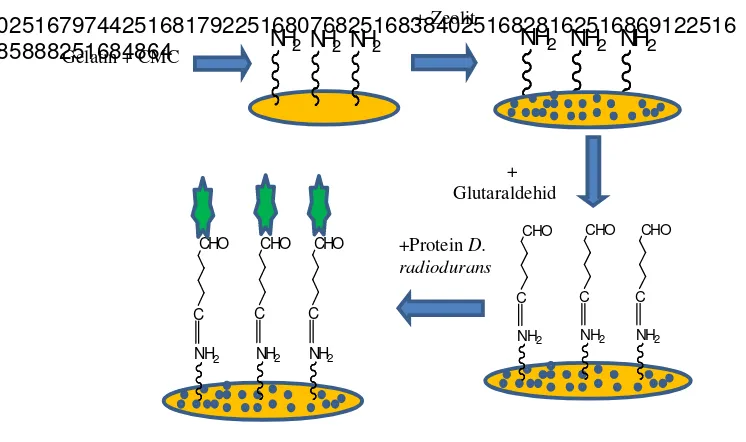 Gambar 1Skema Imobilisasi Ekstrak Protein D. radiodurans(modifikasiEmregulet al.2013) 