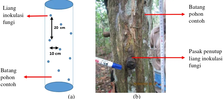 Gambar 1  Pola sebaran liang inokulasi fungi pada batang pohon contoh (a) dan  pasak kayu penutup liang inokulasi (b)  