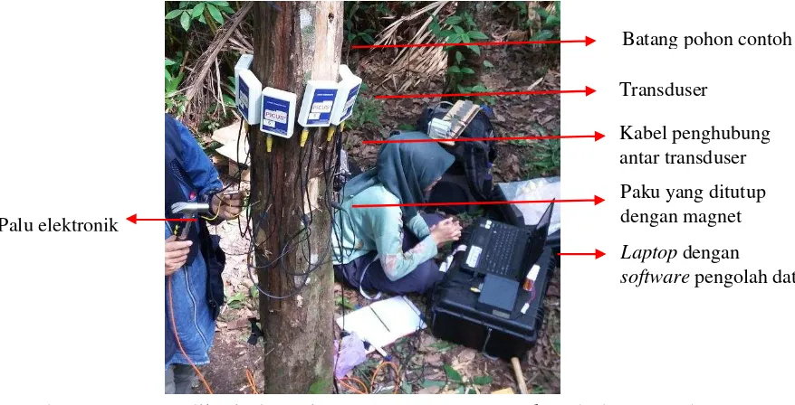 Gambar 2  Proses aplikasi alat  PiCUS® Sonic Tomograph pada batang pohon contoh 