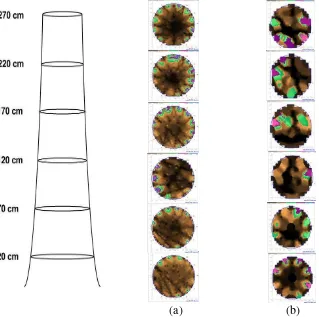 Gambar 3    Citra tomogram bagian dalam berbagai ketinggian batang pohon contoh tanpa inokulasi fungi (a) dan pohon yang diinokulasi fungi (b) 