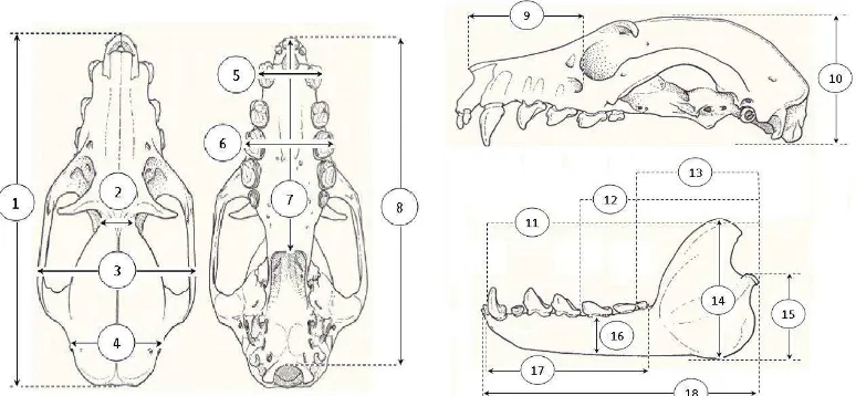 Gambar 3 Penampakan bagian dorsal dan ventral tengkorak, lateral tengkorak dan gigi Aceredon jubatus (Ingle & Heaney 1992) 