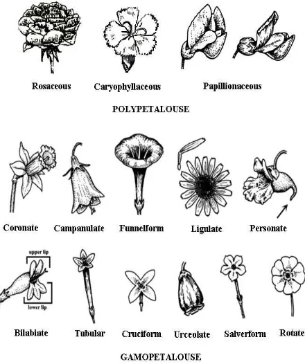 Gambar 4 Tipe-tipe mahkota bunga (dimodifikasi dari Swink & Wilhelm 1994) 