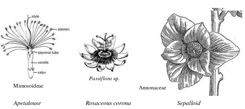 Gambar 5 Bentuk modifikasi tipe mahkota bunga 