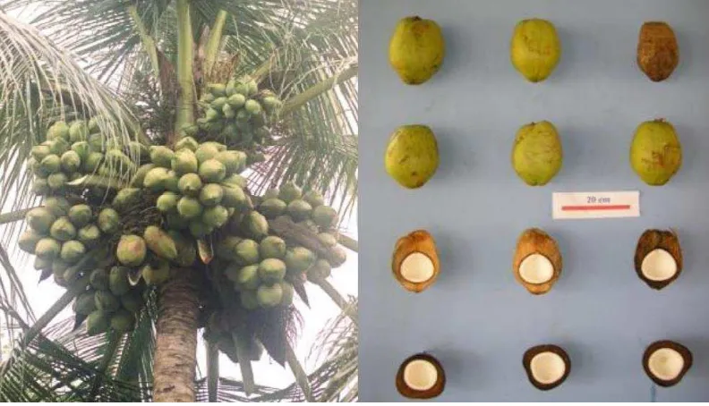 Gambar 4  Pohon dan buah kelapa varietas Genjah Salak (Sumber: Balitka, 2010) 