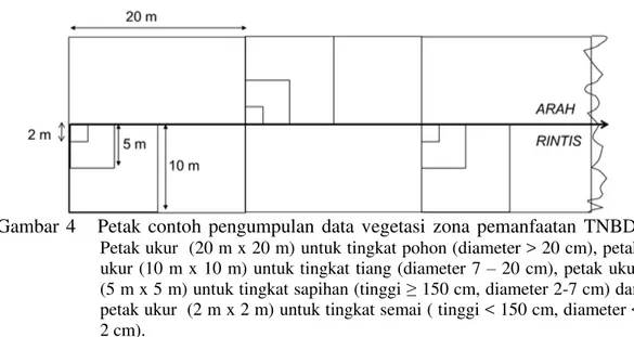 Gambar  4      Petak  contoh  pengumpulan  data  vegetasi  zona  pemanfaatan  TNBD.  Petak ukur  (20 m x 20 m) untuk tingkat pohon (diameter &gt; 20 cm), petak  ukur (10 m x 10 m) untuk tingkat tiang (diameter 7  – 20 cm), petak ukur   (5 m x 5 m) untuk ti