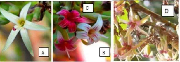 Gambar 3 Warna mahkota bunga jambu mete. Putih (A), putih strip merah (B), merah dan merah strip (C), krem (D) 