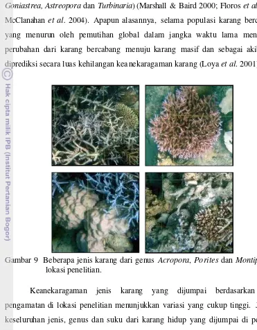 Gambar 9  Beberapa jenis karang dari genus Acropora, Porites dan Montipora di 