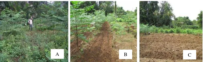 Gambar 5 Lokasi mindi monokultur (A), agroforestri mindi dengan sorgum (B),