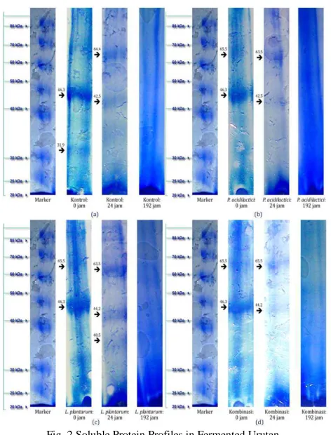 Fig. 2 Soluble Protein Profiles in Fermented Urutan 