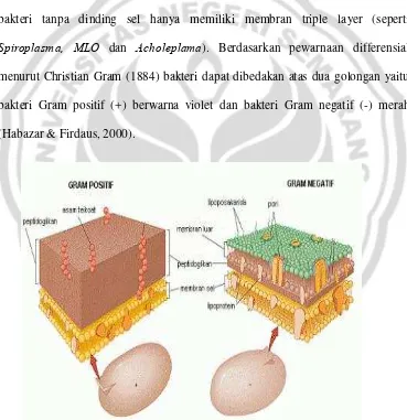 Gambar 10. Perbandingan struktur dinding sel bakteri Gram negatif dan Gram positif  (Habazar & Firdaus, 2000)