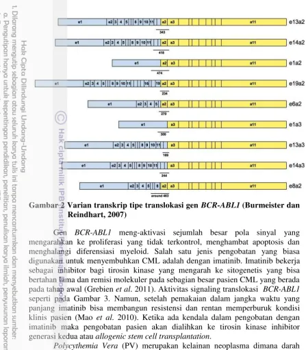Gambar 2 Varian transkrip tipe translokasi gen BCR-ABL1 (Burmeister dan 