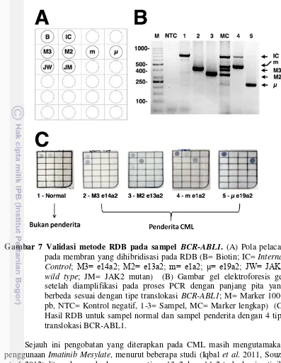 Gambar 7 Validasi metode RDB pada sampel BCR-ABL1. (A) Pola pelacak 