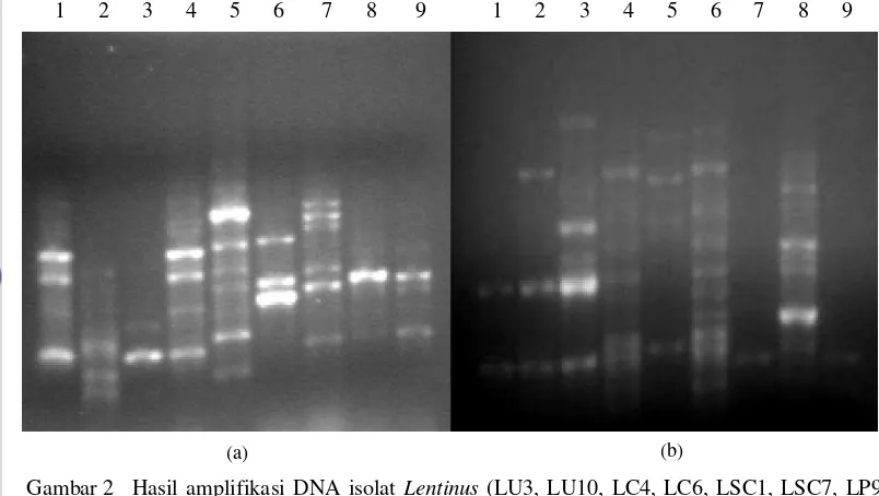Gambar 2 Hasil amplifikasi DNA isolat Lentinus (LU3, LU10, LC4, LC6, LSC1, LSC7, LP9), 