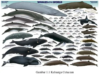 Gambar 1.1 Keluarga Cetacean 