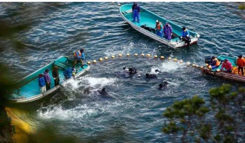 Gambar 3.1  Pembunuhan lumba-lumba di sebuah teluk di Taiji 