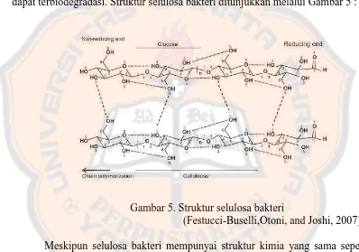 Gambar 5. Struktur selulosa bakteri (Festucci-Buselli,Otoni, and Joshi, 2007) 