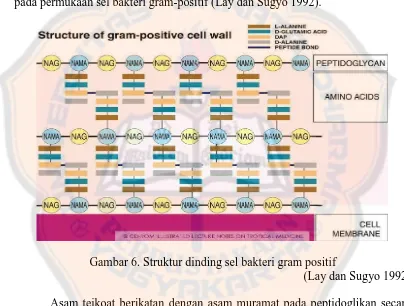 Gambar 6. Struktur dinding sel bakteri gram positif (Lay dan Sugyo 1992) 