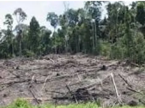 Gambar Kerusakan Hutan Akibat Pembalakan Liar