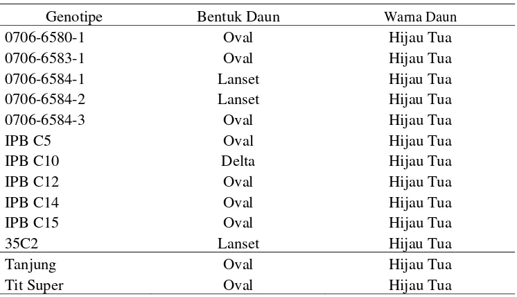 Tabel 4. Bentuk dan Warna Daun Genotipe Cabai yang Diuji Dibandingkan dengan Varietas Tanjung dan Tit Super  