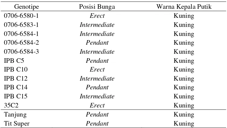 Tabel 7. Posisi Bunga dan Warna Kepala Putik Genotipe Cabai yang Diuji Dibandingkan dengan Varietas Tanjung dan Tit Super 